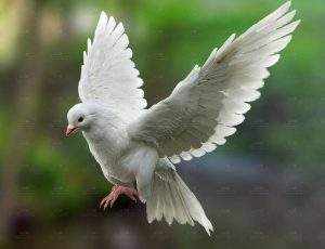 MAYA影视级带肌肉绑定白鸽