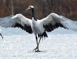 MAYA影视级带肌肉绑定丹顶鹤