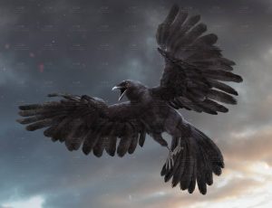 MAYA影视级带肌肉绑定乌鸦