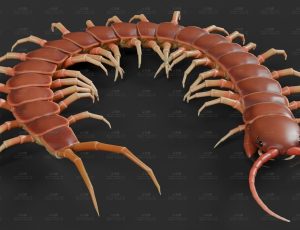 蜈蚣虫Blend模型