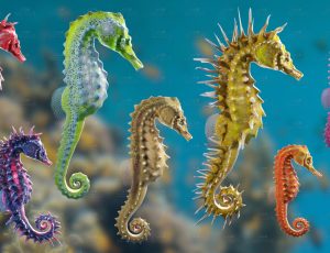 海马模型包Blend资产库