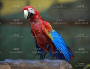 MAYA影视级带肌肉绑定鹦鹉模型