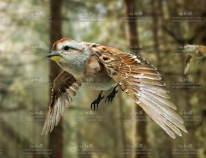 MAYA影视级麻雀模型