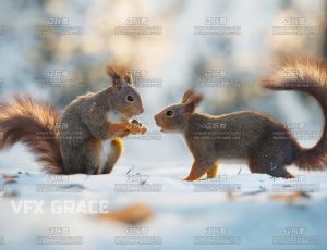 电影级VFX动画高精度大尾松鼠Blend模型