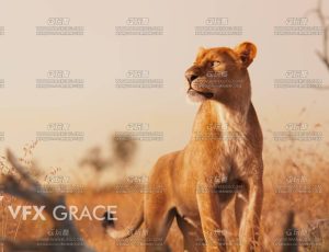 电影级VFX动画高精度非洲母狮Blend模型