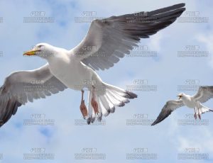 MAYA影视级带肌肉绑定海鸥模型