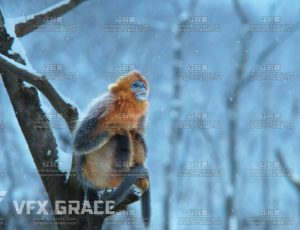 电影级VFX动画高精度金丝猴Blend模型