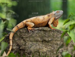 电影级高精度蜥蜴Blend模型