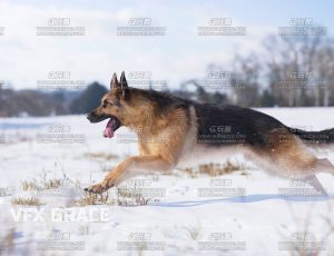 电影级VFX动画高精度德牧狗Blend模型