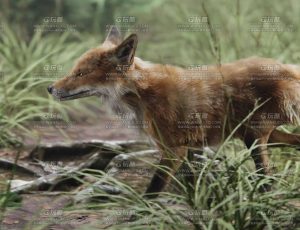 电影级VFX动画高精度狐狸Blend模型