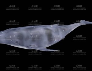 大蓝鲸鱼Blend模型