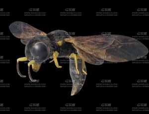 毒蜂Blend模型
