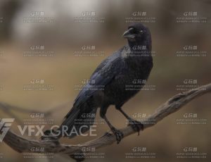 电影级VFX动画高精度乌鸦Blend模型