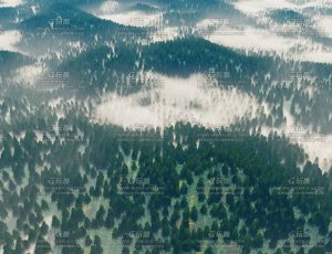 大树林俯视场景Blend工程源文件