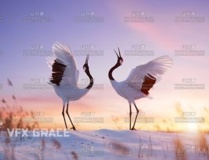 电影级VFX动画高精度丹顶鹤仙鹤Blend模型