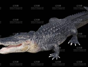 写实动画鳄鱼Blend模型