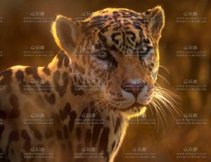 电影级VFX动画高精度花豹Blend模型