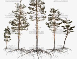 高精度松树包Blend资产库