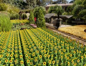 向日葵种植园场景Blend工程源文件