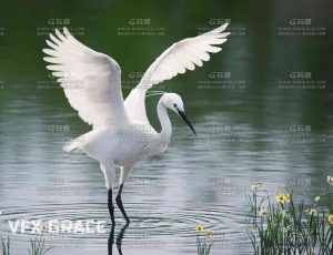 电影级VFX动画高精度鸟类白鹭Blend模型