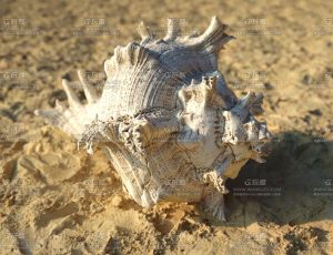 沙滩海螺C4D工程源文件