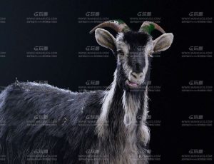 Houdini动物毛发宝典山羊毛发案例大师课程