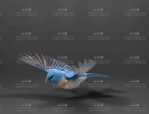 电影级VFX动画高精度天蓝色旗鸟Blend模型