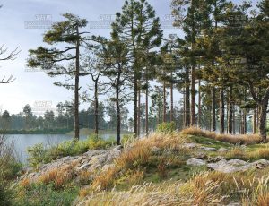 Maxtree植物模型包24 Blend资产库