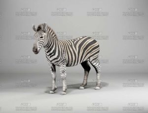 电影级VFX动画高精度斑马Blend模型