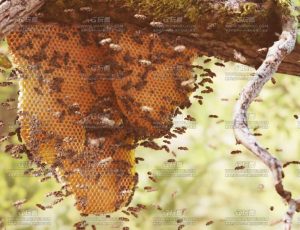 昆虫群集动画生成器Blend工程源文件