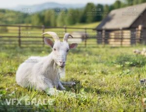 电影级VFX动画高精度山羊Blend模型