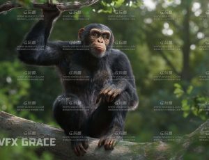 电影级VFX动画高精度黑猩猩Blend模型