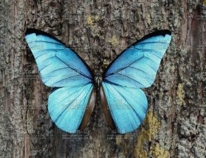 蓝色蝴蝶Blend模型