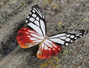 白栗虎蝴蝶Blend模型