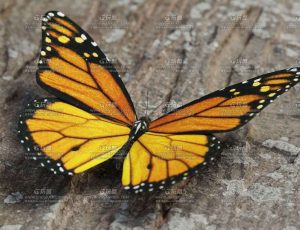 帝王蝶Blend模型