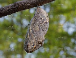 蝴蝶茧Blend模型