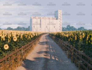 向日葵道路场景Blender工程源文件