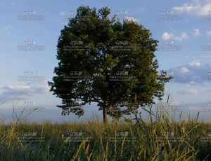 大树与草原Blender工程源文件