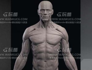 Sheffield人体解剖大师雕刻课程