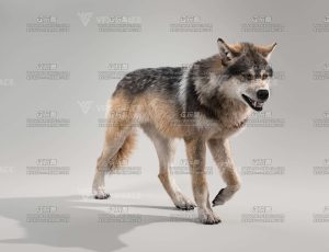 电影级VFX动画高精度亚欧狼Blend模型